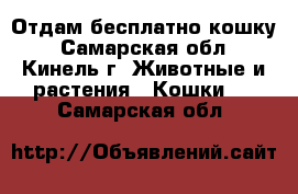 Отдам бесплатно кошку - Самарская обл., Кинель г. Животные и растения » Кошки   . Самарская обл.